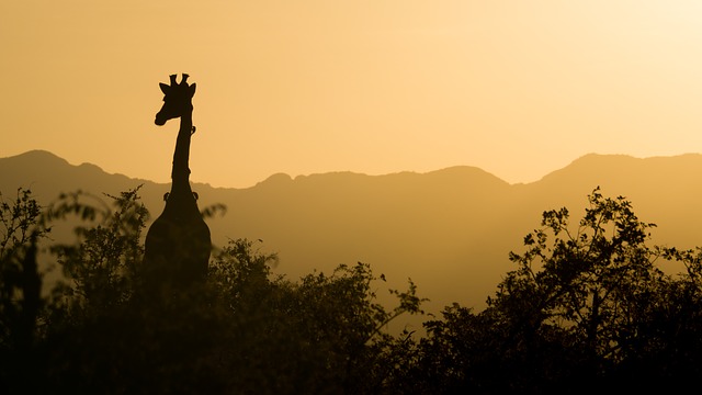 žirafa nad stromy