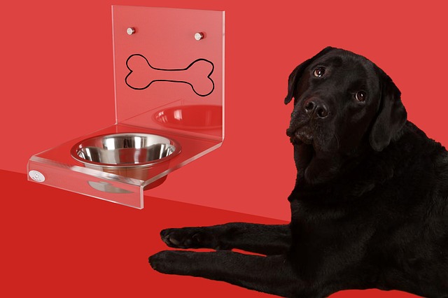 labrador u misky
