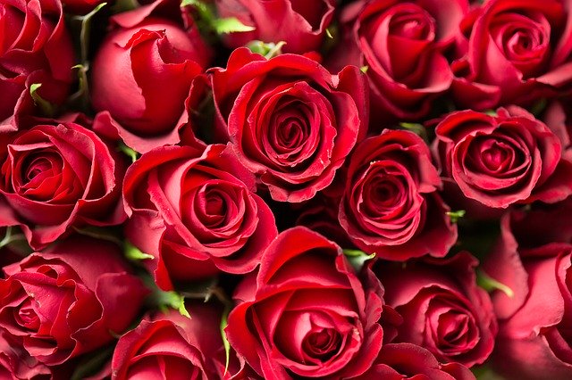 obrovská kytice rudých růží